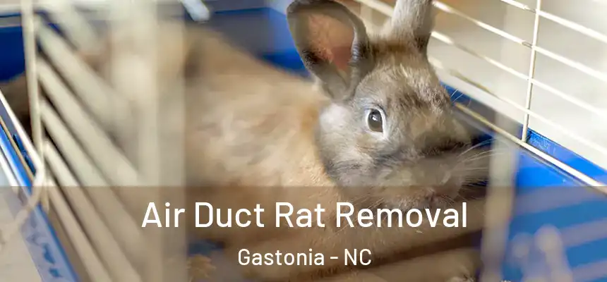  Air Duct Rat Removal Gastonia - NC
